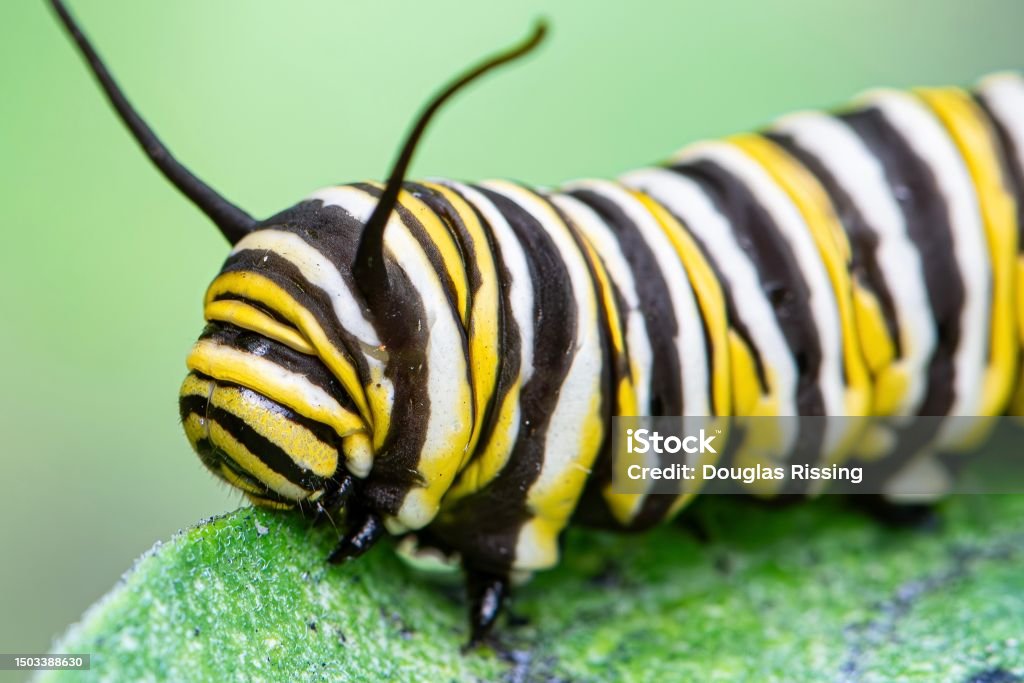 Yellow caterpillars